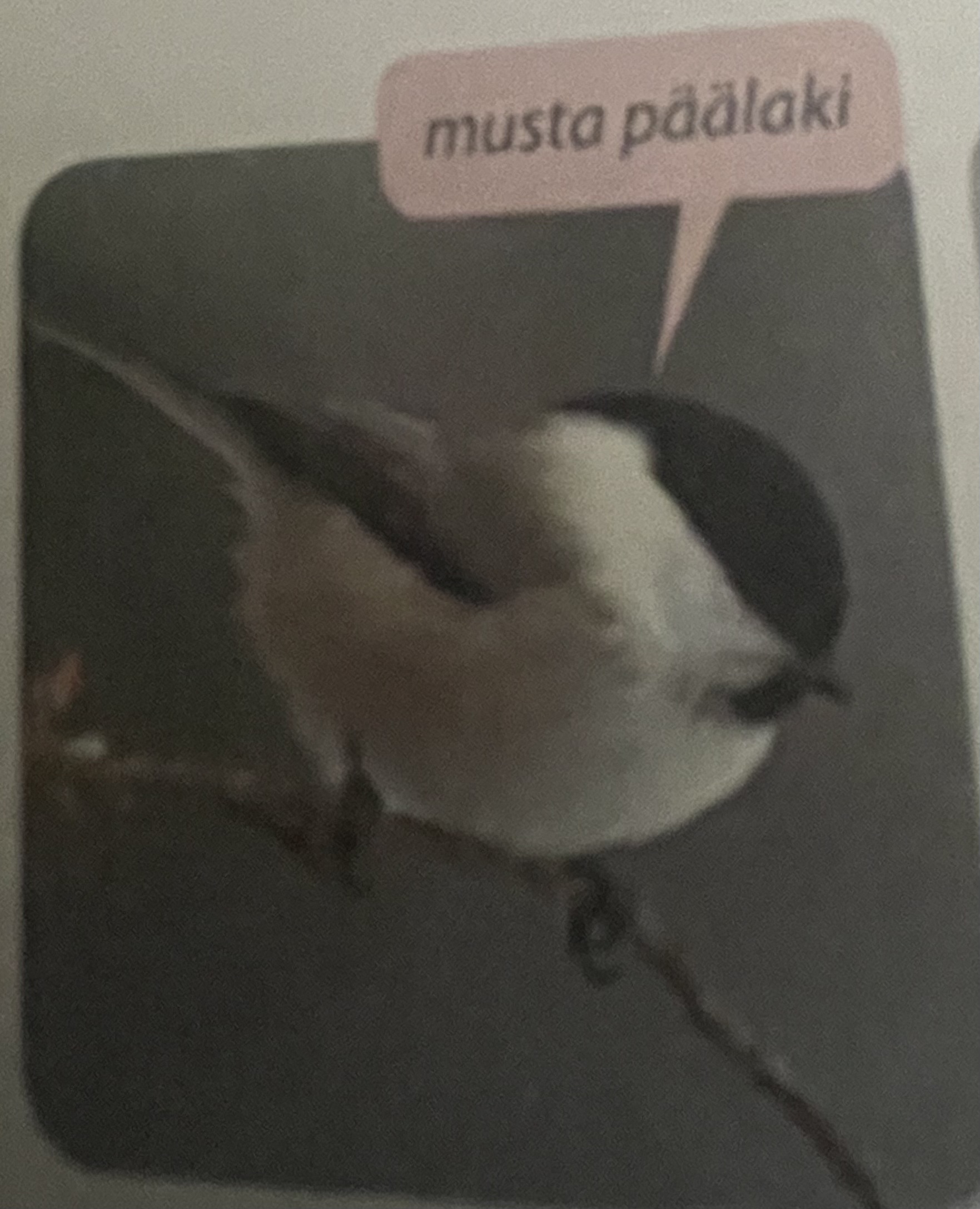 <p>mikä eläin</p>