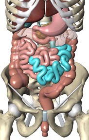 second part of the small intestine