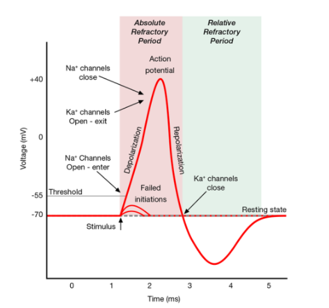 The Time Sequence of an Action Potential Showing When Ion Channels Open and Close.