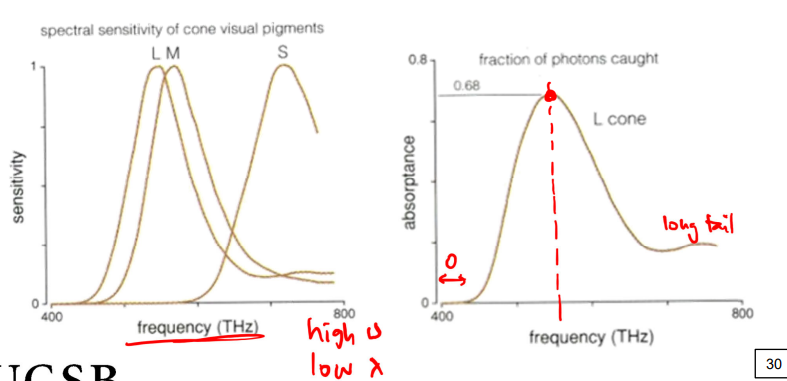 <p>cone sensitivity</p>