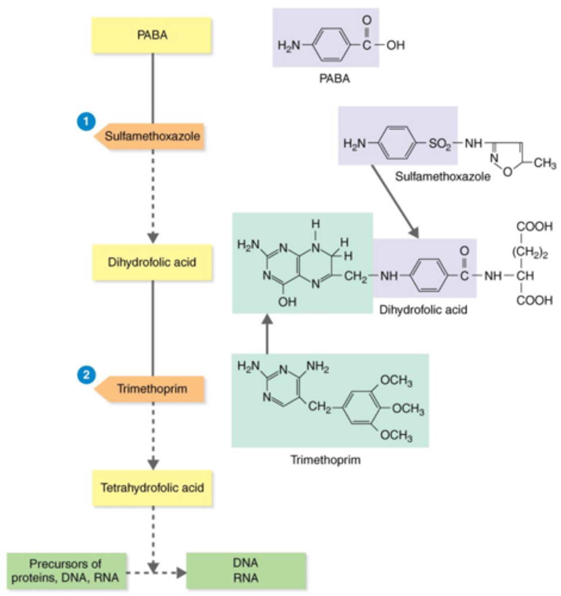 <p><strong>Actions of the Antibacterial Synthetics TMP-SMZ</strong></p><p></p><p>Trimethoprim (TMP) acts as a competitive inhibitor of this substrate, thus inhibiting the production of tetrahydrofolic acid.</p>