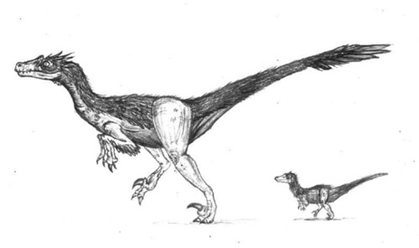 <p>a group that includes birds and their closest relatives within the theropod dinosaurs</p>