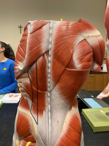 <p>Part of erector spinae</p>