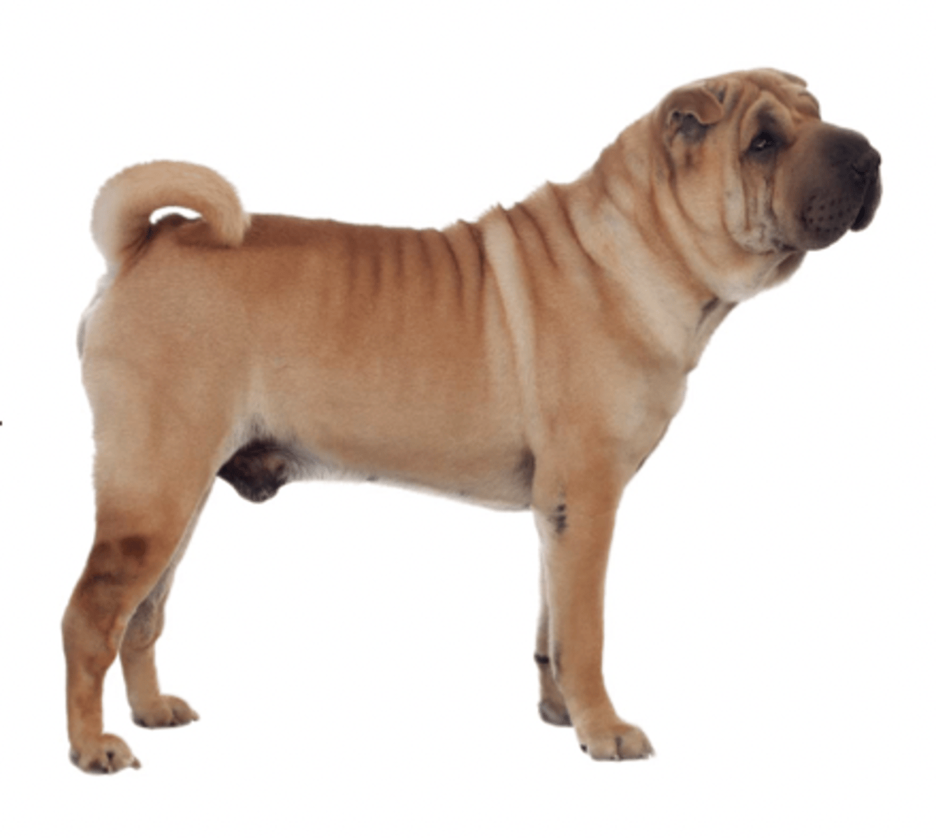 <p>FCI - 2 , wrinkly, tiny ears</p>