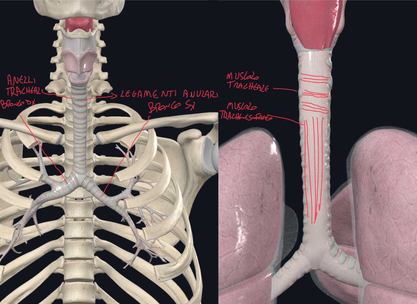 <p>Trachea:</p><ul><li><p>Tubo di 15-20 anelli di ialina incompleti uniti tramite legamenti anulari (o tracheali) lungo circa 13 cm e con diametro 2 cm</p></li><li><p>Abbiamo prima il Tratto Cervicale a livello di C6, come continuazione della cartilagine cricoidea della laringe </p></li><li><p>E poi abbiamo il Tratto Toracico che termina nel nel mediastino superiore, in corrispondenza dell’angolo sternale, dove biforca nei due bronchi principali (a livello T4-5)</p></li></ul><p>Parete:</p><ul><li><p>Internamente abbiamo tonaca mucosa e sottomucosa, poi segue la tonaca fibromuscolocartilaginea e più esternamente la avventizia</p></li><li><p>Tonaca Fibromuscolocartilaginea:</p><ul><li><p>Cartilagine ialina (anteriormente e lateralmente)</p></li><li><p>Connettivo che riveste gli anelli</p></li><li><p>Tessuto muscolare liscio solo posteriormente dove tra gli anelli abbiamo fasci con decorso trasversale che formano il muscolo tracheale e fasci con decorso longitudinale che formano il muscolo tracheoesofageo</p></li></ul></li></ul><p>(l’ultima cartilagine si chiama carena)</p><p></p>