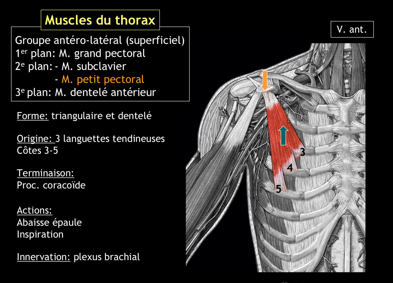 <p>Il s’insère sur les 3e, 4e et 5e côtes (par 3 languettes tendineuses) et se termine sur le processus coracoïde de la scapula</p>