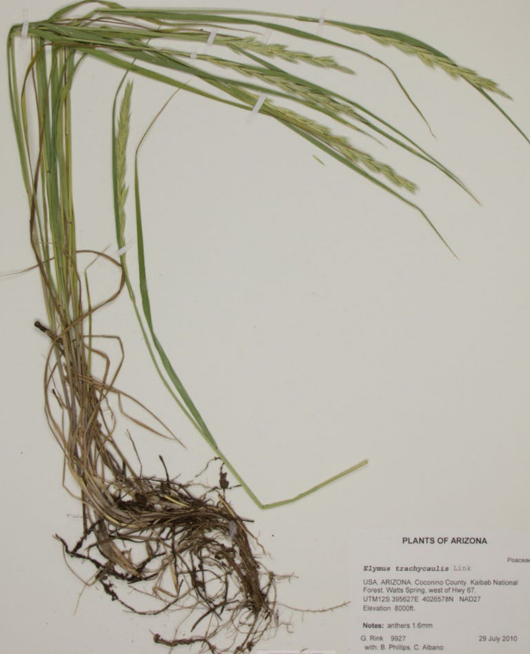 <p>Glumes taper to point, papery margin, almost as long as spikelet</p><p>Spikelets overlap ½<br>Spikelet's compact</p>