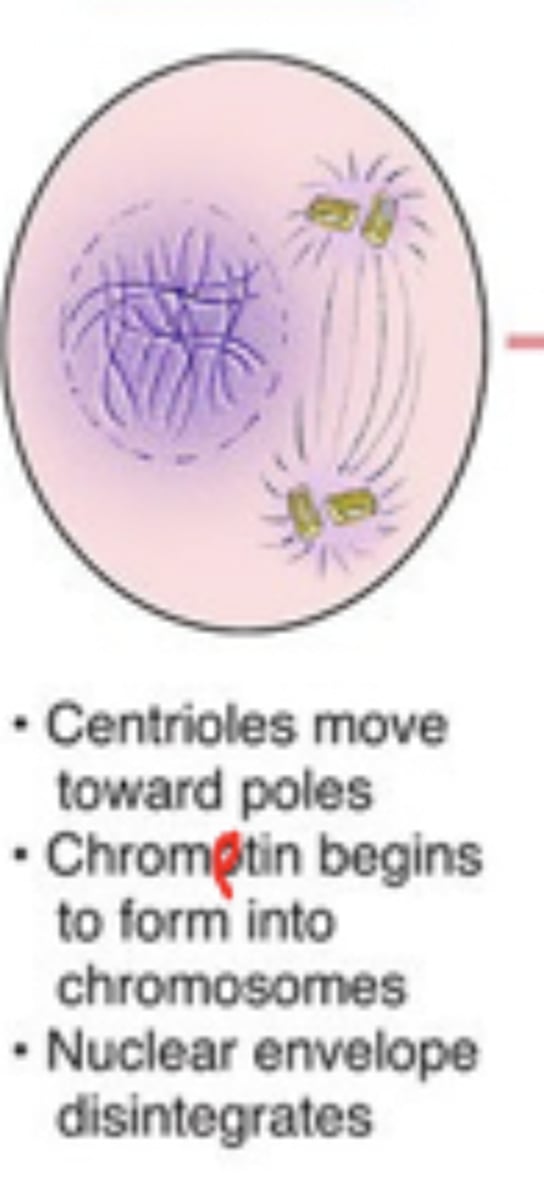 <p>chromatin condenses, nuclear envelope disappears, homologous chromosomes synapse and crossing over between homologous chromosomes occurs</p>