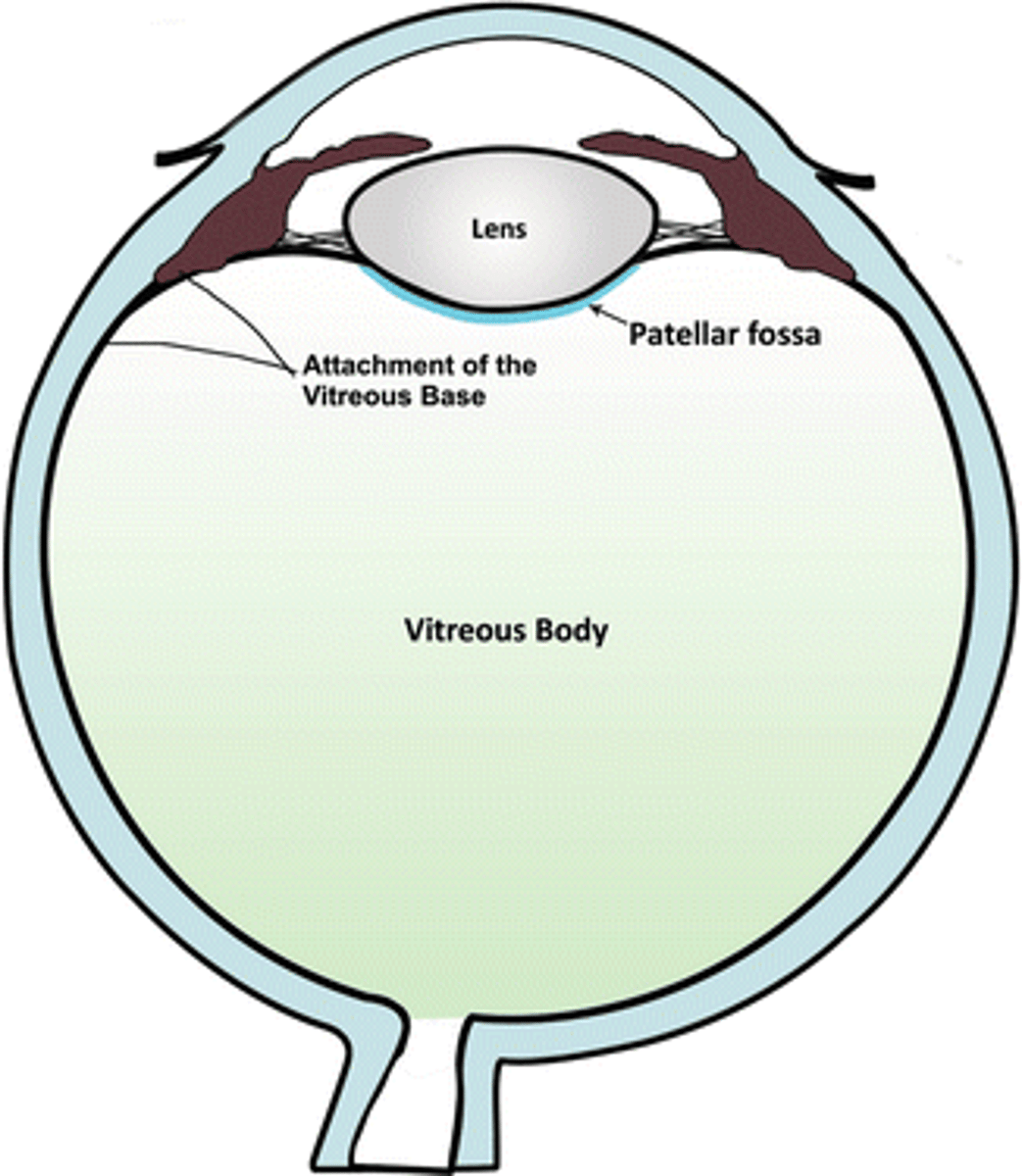 <p>Patellar fossa</p>