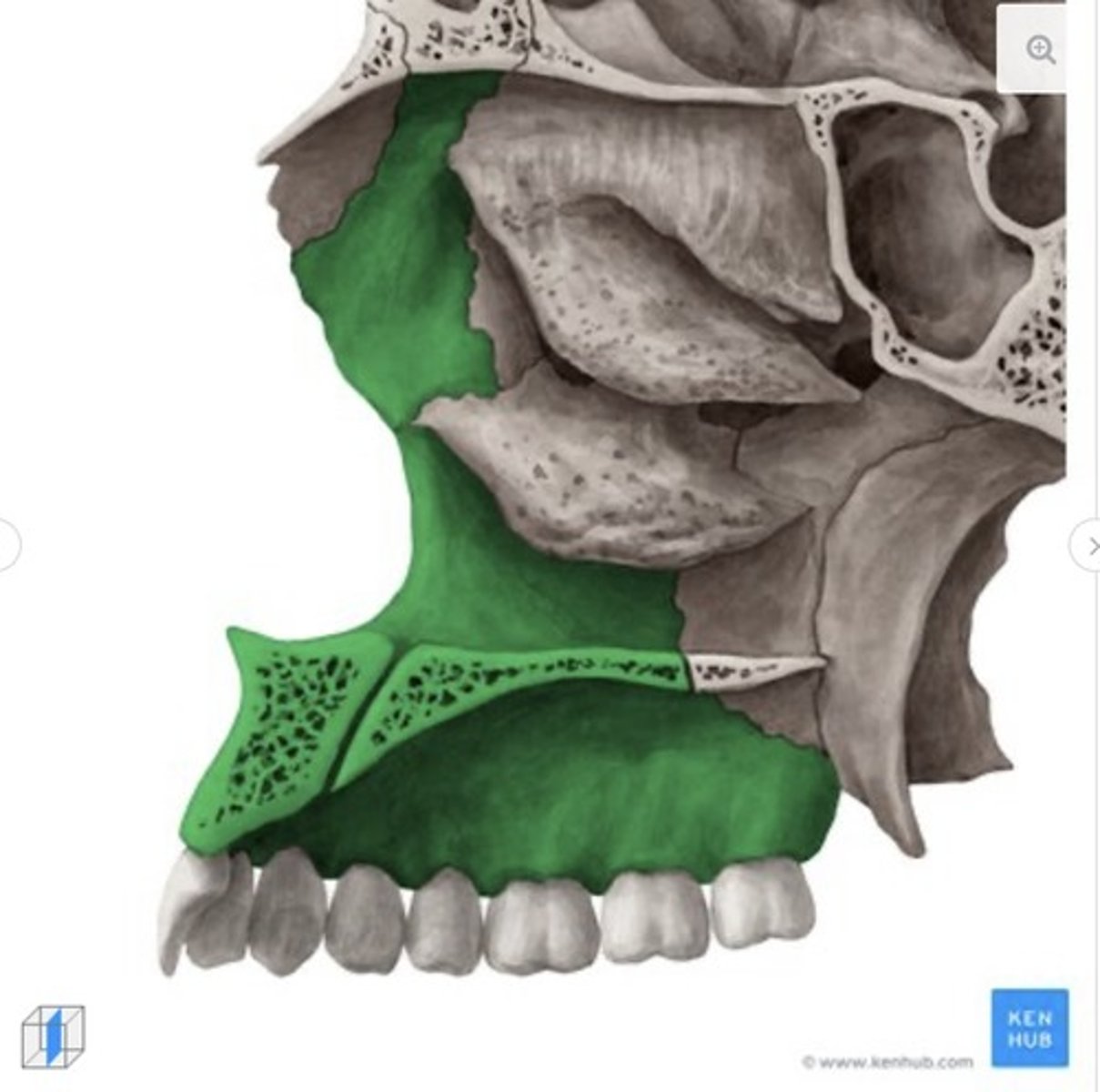 <p>What bone is this?</p>