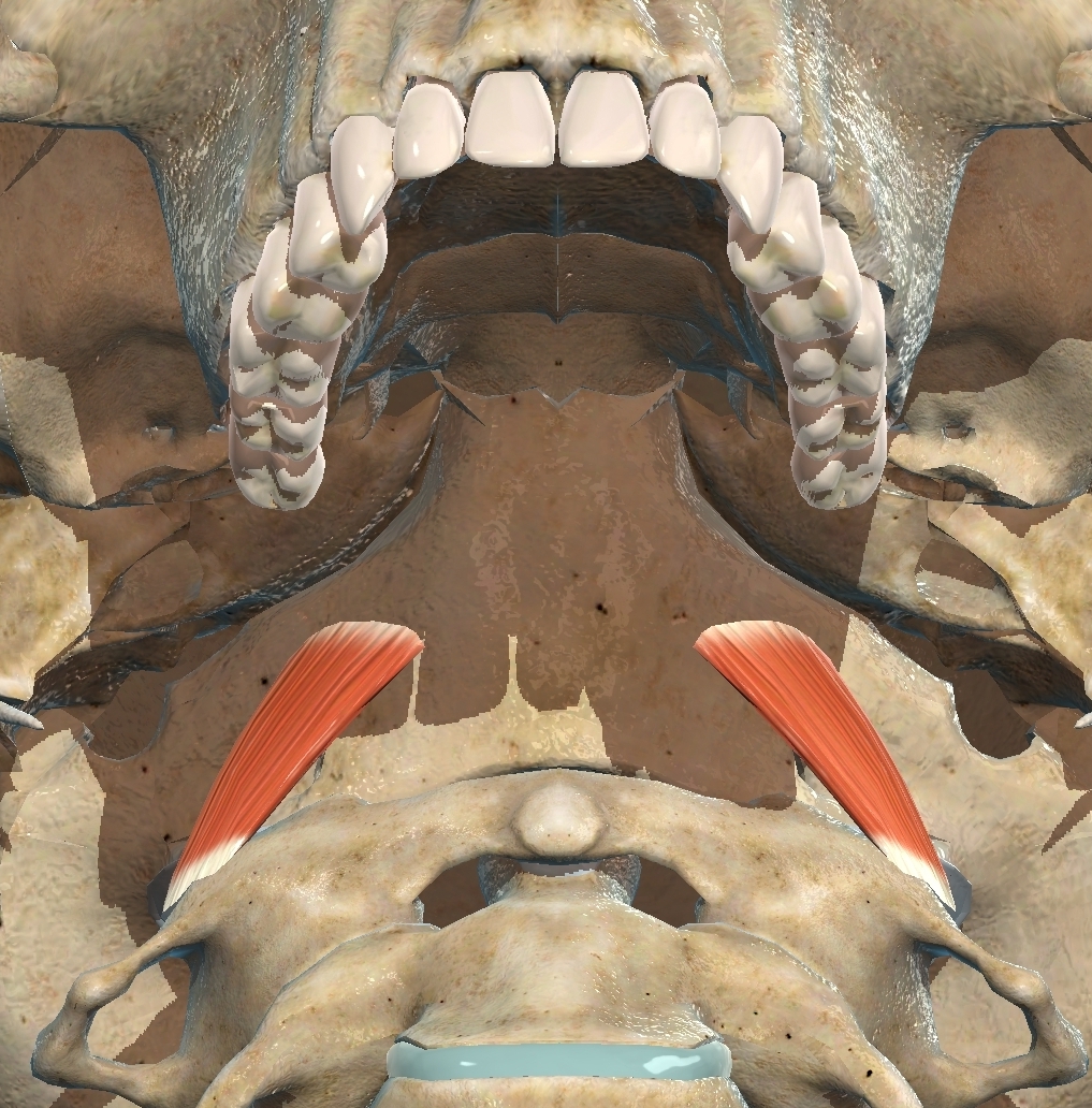 <p>What muscle is this?</p>