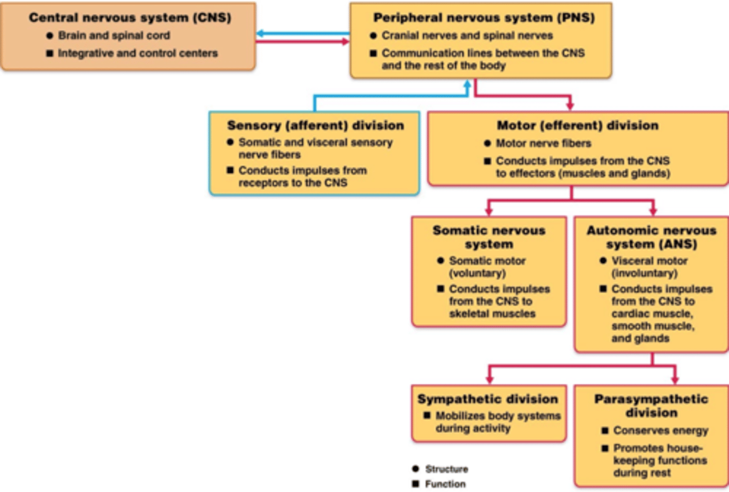 <p>Somatic sensory division and visceral sensory division.</p>