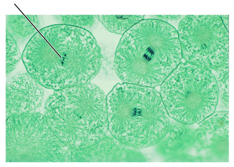 <p>What stage of mitosis is shown by this cell?</p><p>(Cross section of whitefish blastula).</p>