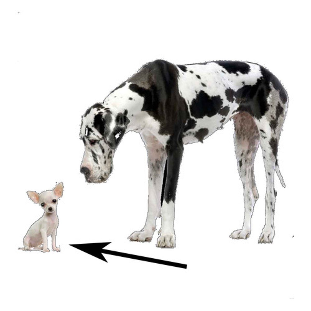 <p>малий</p>