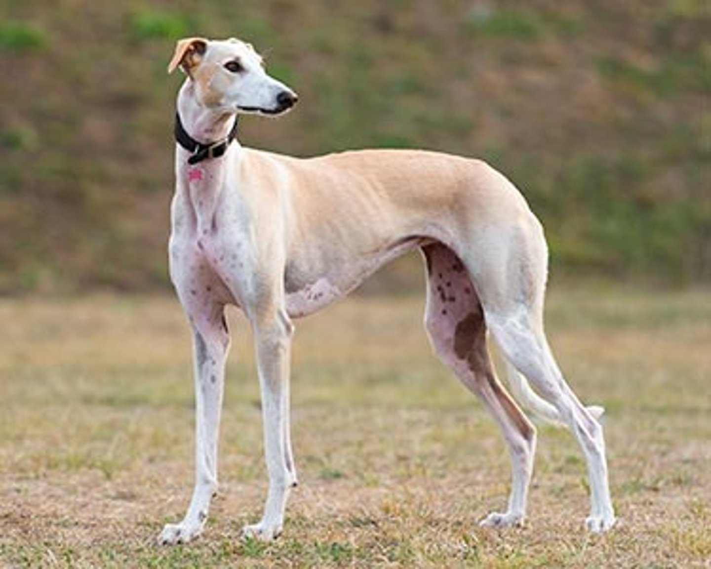 <p>What breed is this? What was it developed for? What are two visual characteristics?</p>
