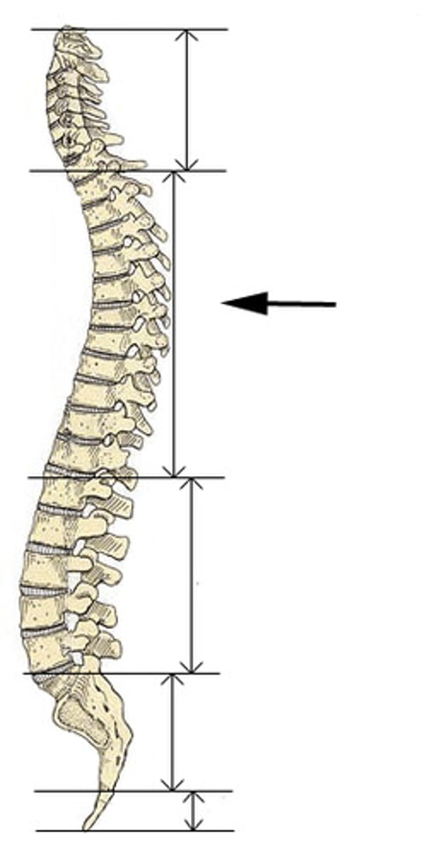 <p>a primary curve, accommodates the thoracic organs. (12vertebrae)</p>