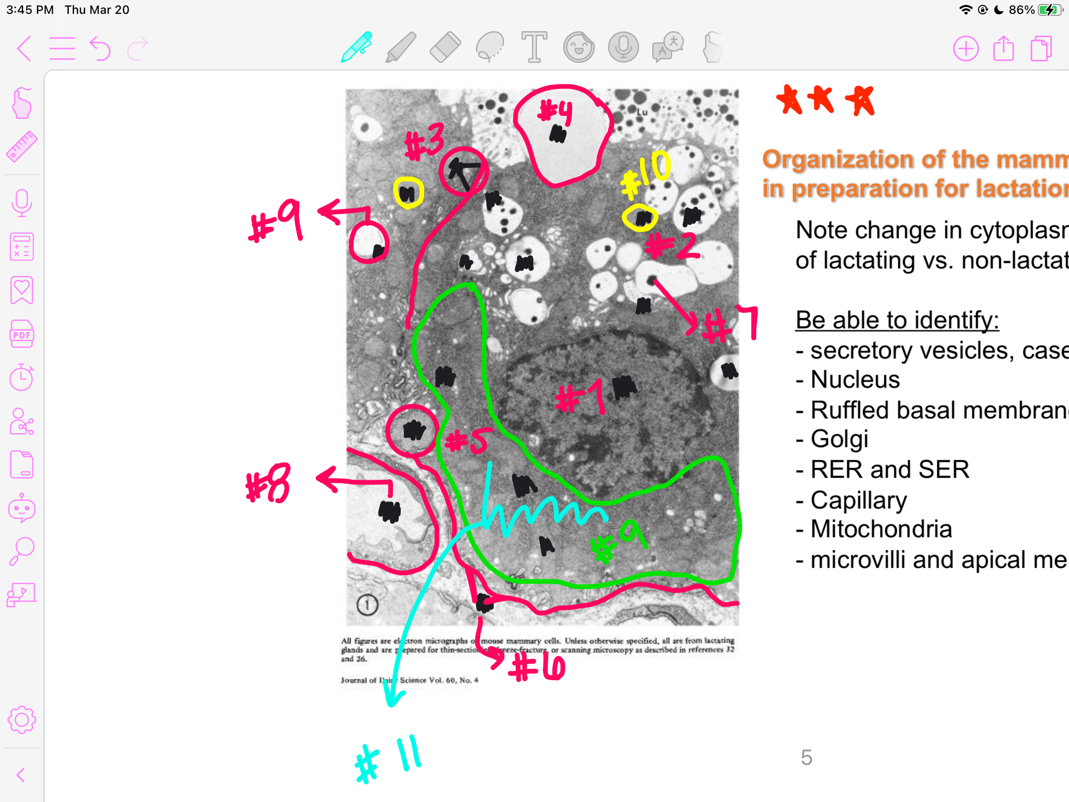 <p>nucleus </p>