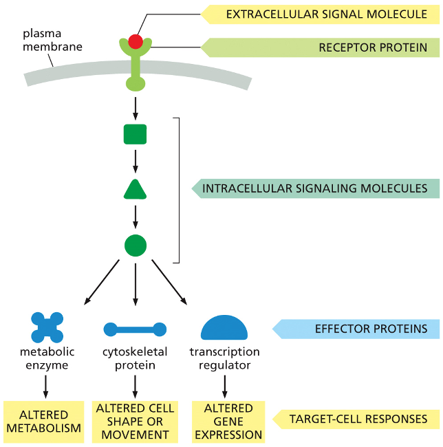 <p>•<strong>Effector: </strong>downstream molecules that generate a response</p><p>•<strong>Second messenger</strong>:</p><p>•Diffuse through a cell and convey information to a wide variety of targets</p><p>•cAMP, cGMP, Ca<sup>2+</sup>, inositol triphosphate (IP<sub>3</sub>), diacylglycerol (DAG), NO</p><p></p><p>The Three Stages of Cell Signaling</p><p></p><ol><li><p><strong>Reception:</strong> An <strong>extracellular signal molecule</strong> acts as the initial message. It binds to a specific <strong>receptor protein</strong> on the cell's surface. This is the first step in receiving the signal.</p></li><li><p><strong>Transduction:</strong> The binding event activates the receptor, which in turn activates the first in a series of <strong>intracellular signaling molecules</strong>. These molecules then activate the next in a chain reaction, or cascade. This process relays the signal from the outside to the inside of the cell, often amplifying it along the way.</p></li><li><p><strong>Response:</strong> The last molecule in the cascade activates <strong>effector proteins</strong>, which are the molecules that actually carry out the cell's response. As shown in the diagram, a single signal can be distributed to different effectors to produce multiple outcomes simultaneously:</p><ul><li><p><strong>Altered Metabolism:</strong> By activating a <strong>metabolic enzyme</strong>.</p></li><li><p><strong>Altered Cell Shape or Movement:</strong> By acting on a <strong>cytoskeletal protein</strong>.</p></li><li><p><strong>Altered Gene Expression:</strong> By activating a <strong>transcription regulator</strong>, which controls which genes are turned on or off.</p></li></ul></li></ol><p></p>