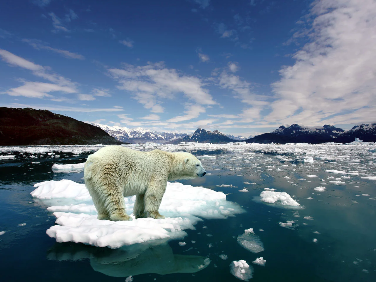 <p>ice is melting</p>