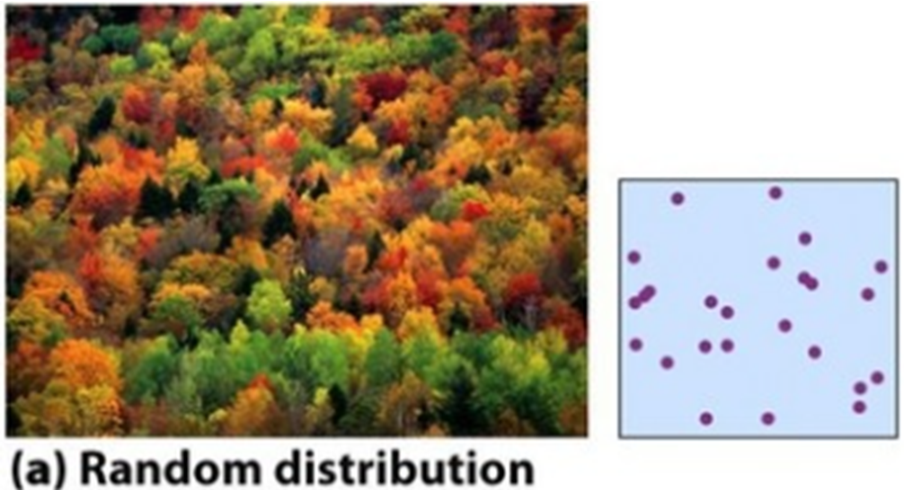 <ul><li><p><span>Individuals are spaced irregularly, without a predictable pattern</span></p></li><li><p><span>Location of one organism doesn't affect the location of another</span></p></li><li><p><span>May be linked to method of reproduction</span></p><ul><li><p><span>Example: Dandelions have wind-dispersed seeds. The seeds spread widely and sprout where they happen to fall, as long as the environment is favourable.</span></p></li></ul></li></ul><p></p>