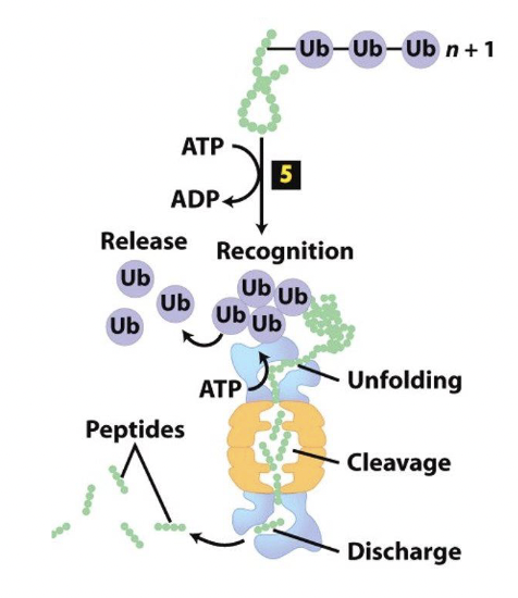 * the polyubiquitinated protein is unfolded as it is threatened into the proteasome
* the polypeptide is cleaved into small peptides (2-24 aa) which are released and further degraded
* in the spino-cerebellar ataxia, a mutation in the Ataxin 1 gene creates a misfolded Ataxin protein → still tagged with ubiquitin, but does not break down properly and builds up into deadly aggregates