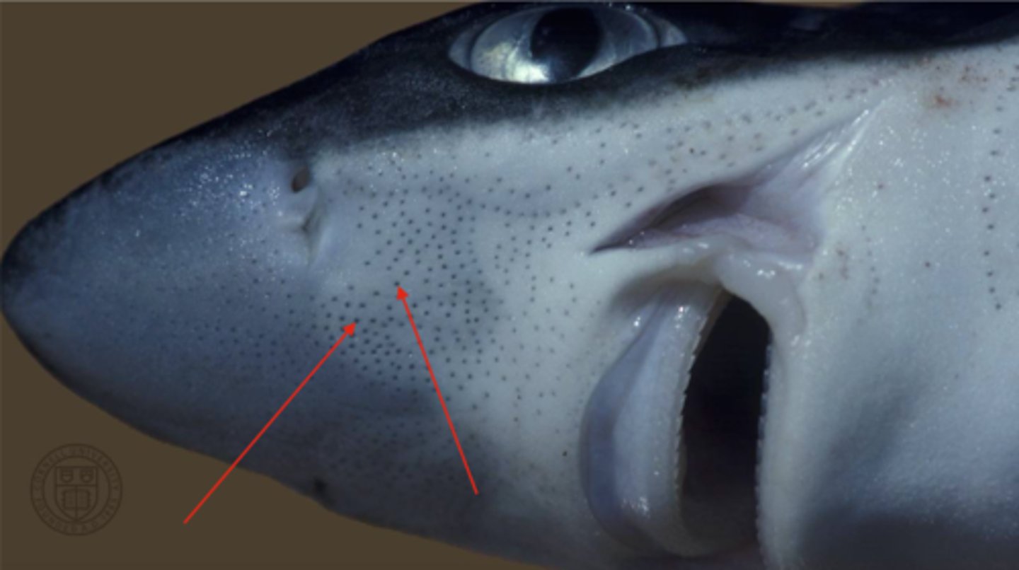 <p>Electroreception—detect weak electric fields and temperature gradients — Pores clustered around snout and lower jaw skin</p>