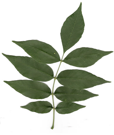 <p><em>Fraxinus pennsylvanica</em></p><ul><li><p>opposite compound</p></li><li><p><strong>green underleaf</strong></p></li><li><p><strong>leaflets attached closer to rachis, fuller looking, short petiole</strong></p></li><li><p>wetter area</p></li><li><p><strong>terminal leafleft, odd pinnate</strong></p></li><li><p>more popular in landscaping</p></li><li><p>bark furrowed, very uniform, <strong>diamond</strong> shapes, dark creamy</p></li><li><p>single samara, <strong>thin boat ore shape</strong></p></li></ul><p></p>