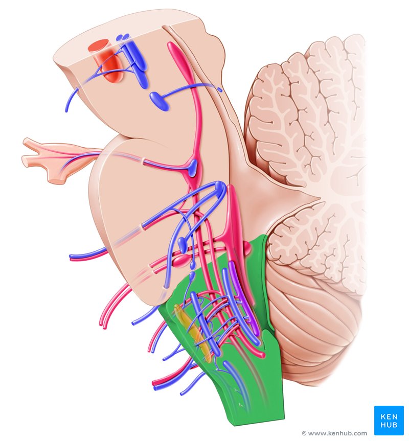 <p>Identify the highlighted region and the textbook definition associated with it</p>