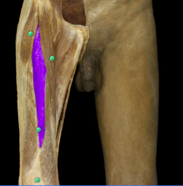 Extension of leg
Flexion of thigh