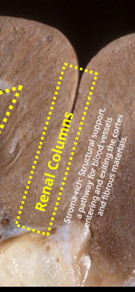 <p>renal columns</p>
