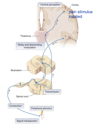 nociceptors in skin and other tissues detect painful stimuli 

enters spinal cord, synapse at dorsal horn 

signal carried up to brain through ascending pathway