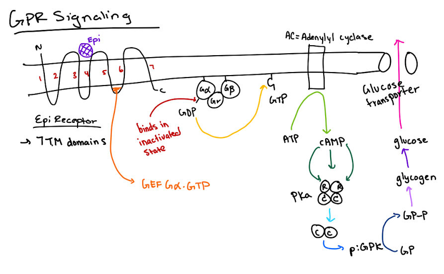 <p><span>The GPCR’s GEF region activates Gα by exchanging GDP for GTP.</span></p>