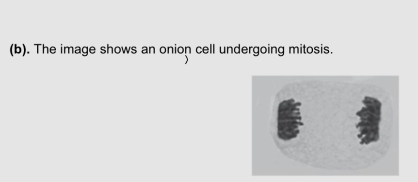 <p>.describe how this cell would look different if it was in interphase </p><p></p>