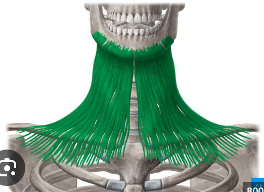 <p>Origin: Fascia of the deltoid and pectoralis major</p><p>Insertion: Skin covering the inferior border of the mandible</p><p>Action: Brings the lower lip down and wrinkles neck and chin skin.</p>