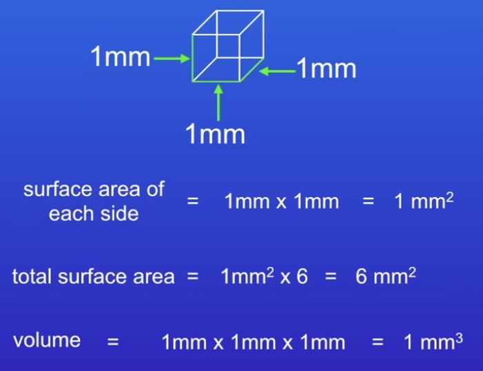 <p>Used within single-celled organisms (amoeba)</p><p>Use diffusion for transport of molecules in &amp; out</p>