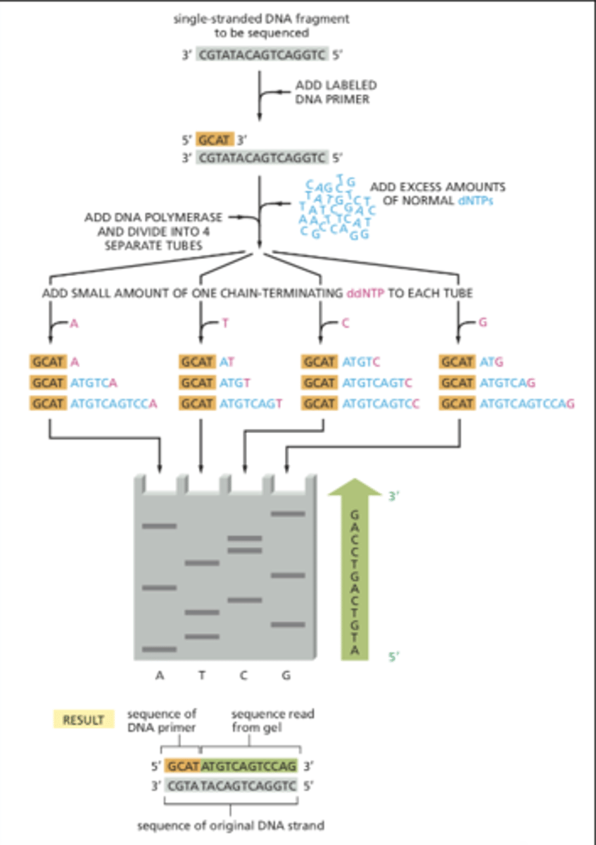 <p>a full DNA strand is produced and a partial strand with the ddNTP cap is produced</p>
