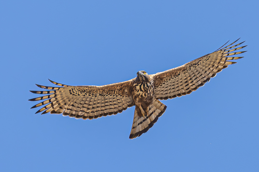 <p>Changeable Hawk Eagle</p>