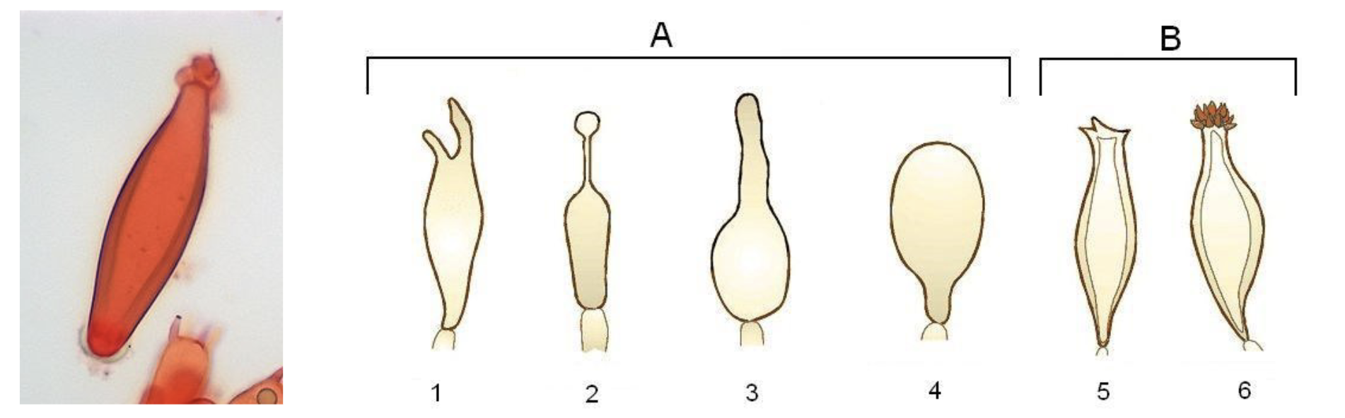 sterile cell occurring amongst basidia along the hymenium; can have different shapes, sizes, & ornamentations