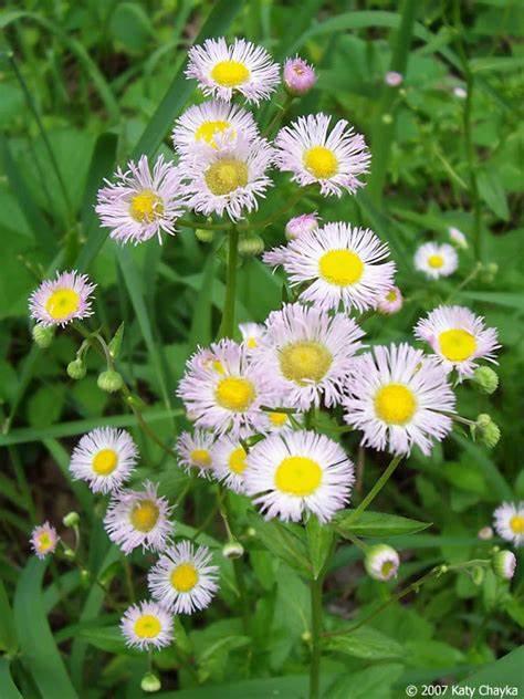 Philidelphia fleabane