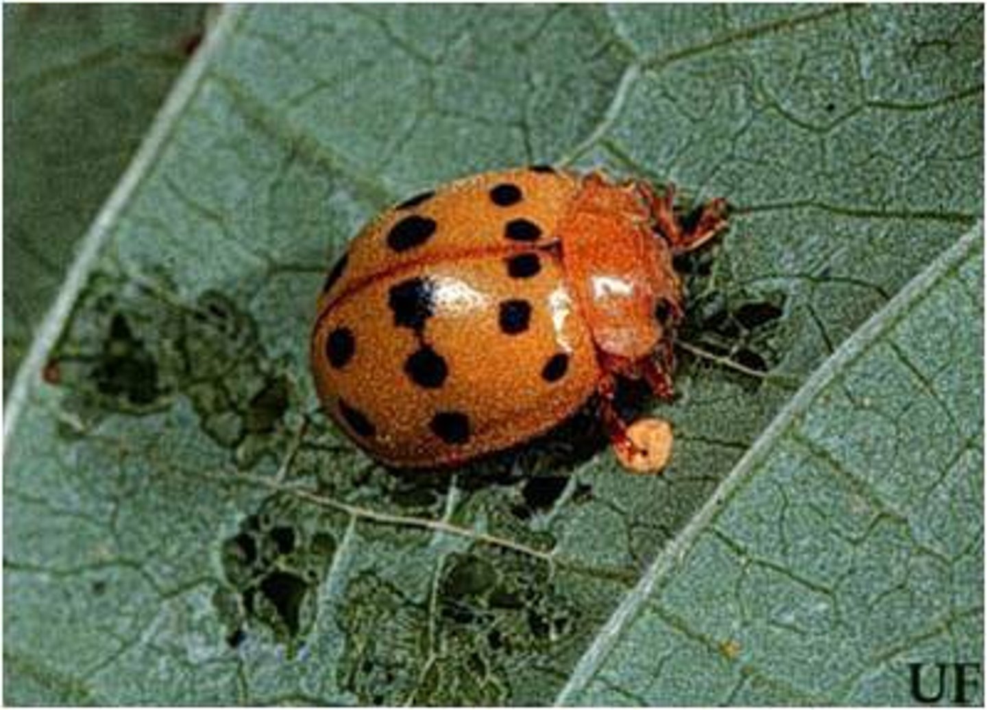 <p>beetles</p><p>key charcteristic have elytra forewing can be fused or beneat it wing</p><p>large pronotum</p><p>chewing mouth parts</p>