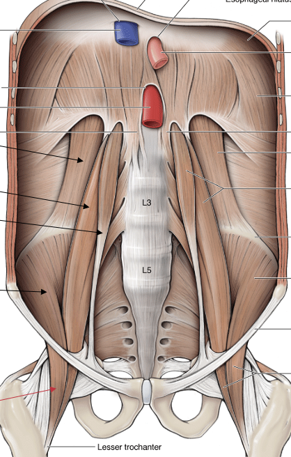 <p>What are the 4 muscles of the posteriro abdomen. Where are they found and what do they do </p>