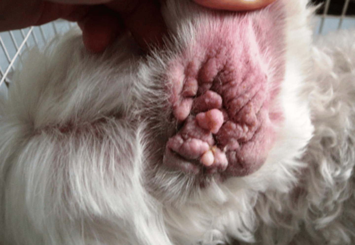 <p>what are these hyperplasias called?</p>