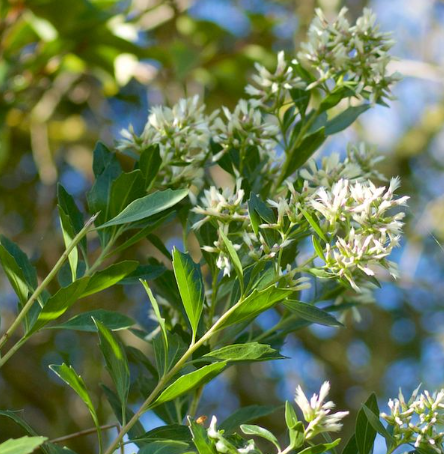 <p>What are the genus and specific epithet of this plant?</p><p>Hint: while native, it can be very invasive especially in old fields and the lower coastal plain </p>