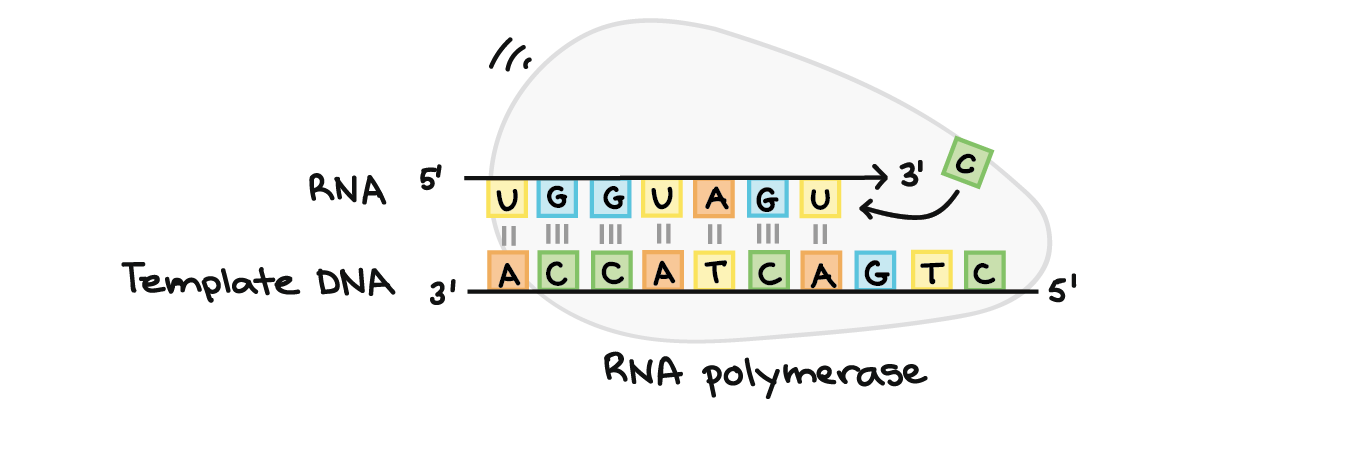 <p><span>&nbsp;</span>Process to produce proteins in cells. Increases complexity of organisms. 'Variation' -&gt; crucial for development and adaptation of species</p><p></p>