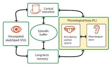 <p>suggested by baddeley and hitch (1975)</p><p>explanation of how STM is organised</p><p>concerned with the part of the mind that temporarily stores and manipulates information</p>