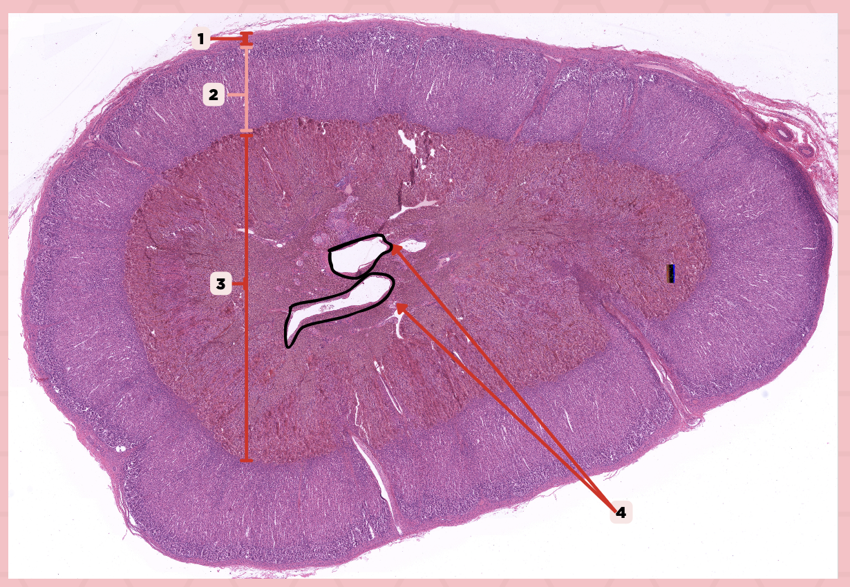 <p>Identify the structure labeled as 1.</p>