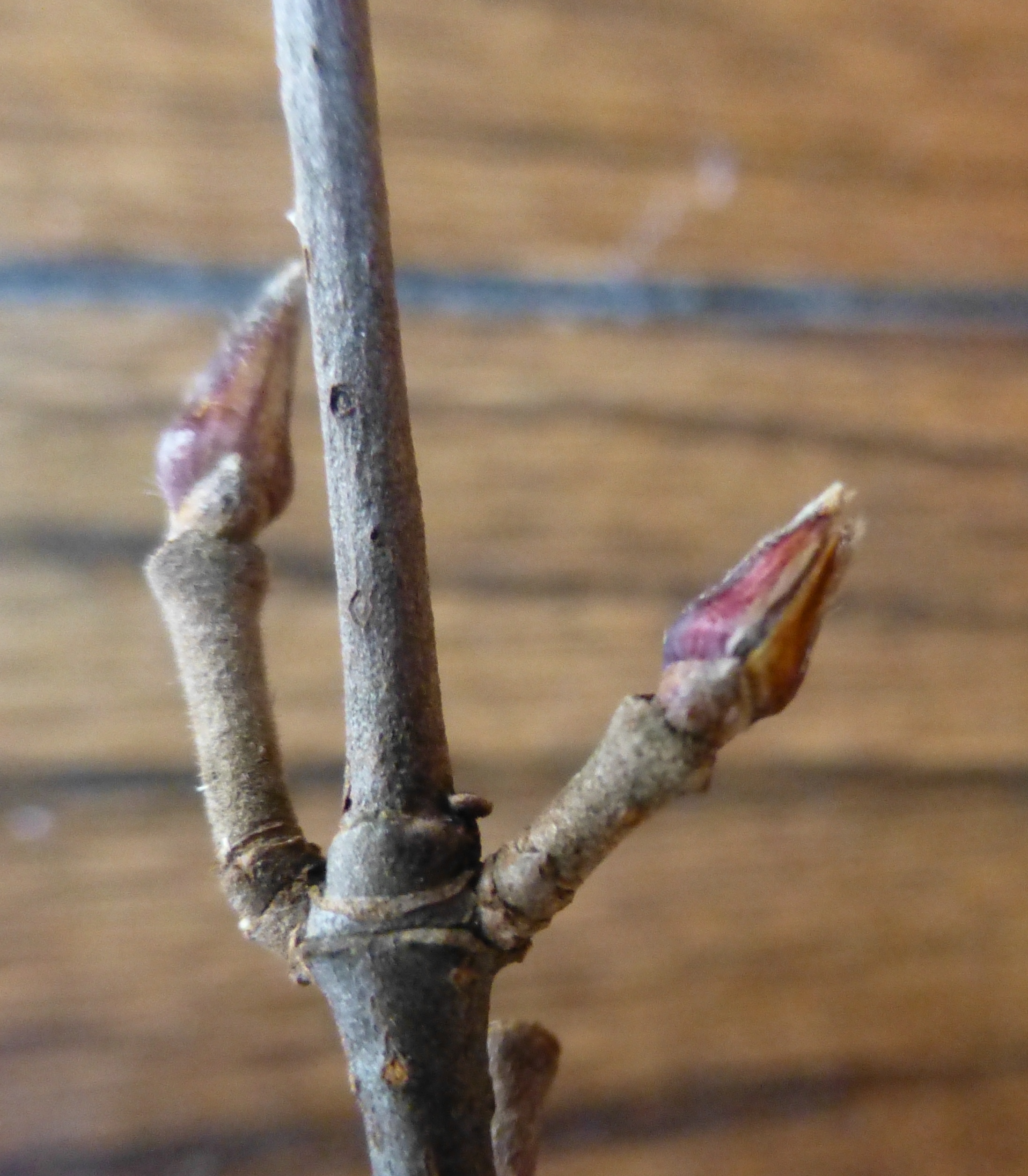 <ul><li><p>everywhere, but likes drier soils</p></li><li><p>small shrub, less than 4 ft</p></li><li><p>opp branch</p></li><li><p>leaves: palmate, 3-5 lobes, singly serrate margins, soft touch, looks like maple</p></li><li><p>buds: 3+ scales, red / brown, hooked</p></li><li><p>repro: pea sized black berries</p></li></ul>