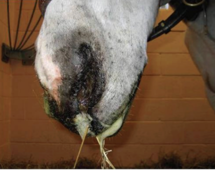 <p>Cranial Nerve - <strong>Vagus</strong></p><ul><li><p>Related to difficulty swallowing, saliva/mucous coming out</p></li><li><p>Function: sensory and motor to pharynx and larynx</p></li><li><p>Assessment: ability to swallow, laryngeal movement, lesion causes dysphagia, laryngeal paralysis, displaced palate</p></li></ul><p></p>