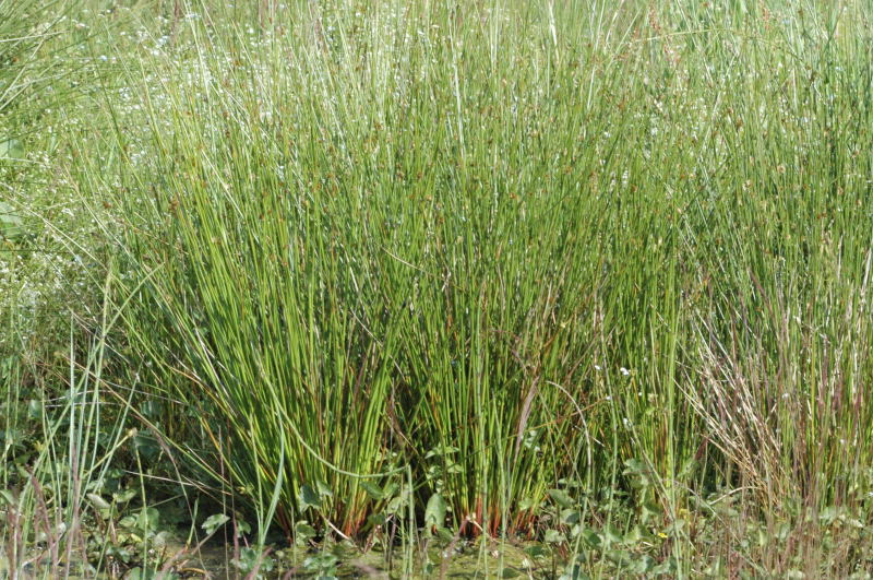 <p>Rushes</p>