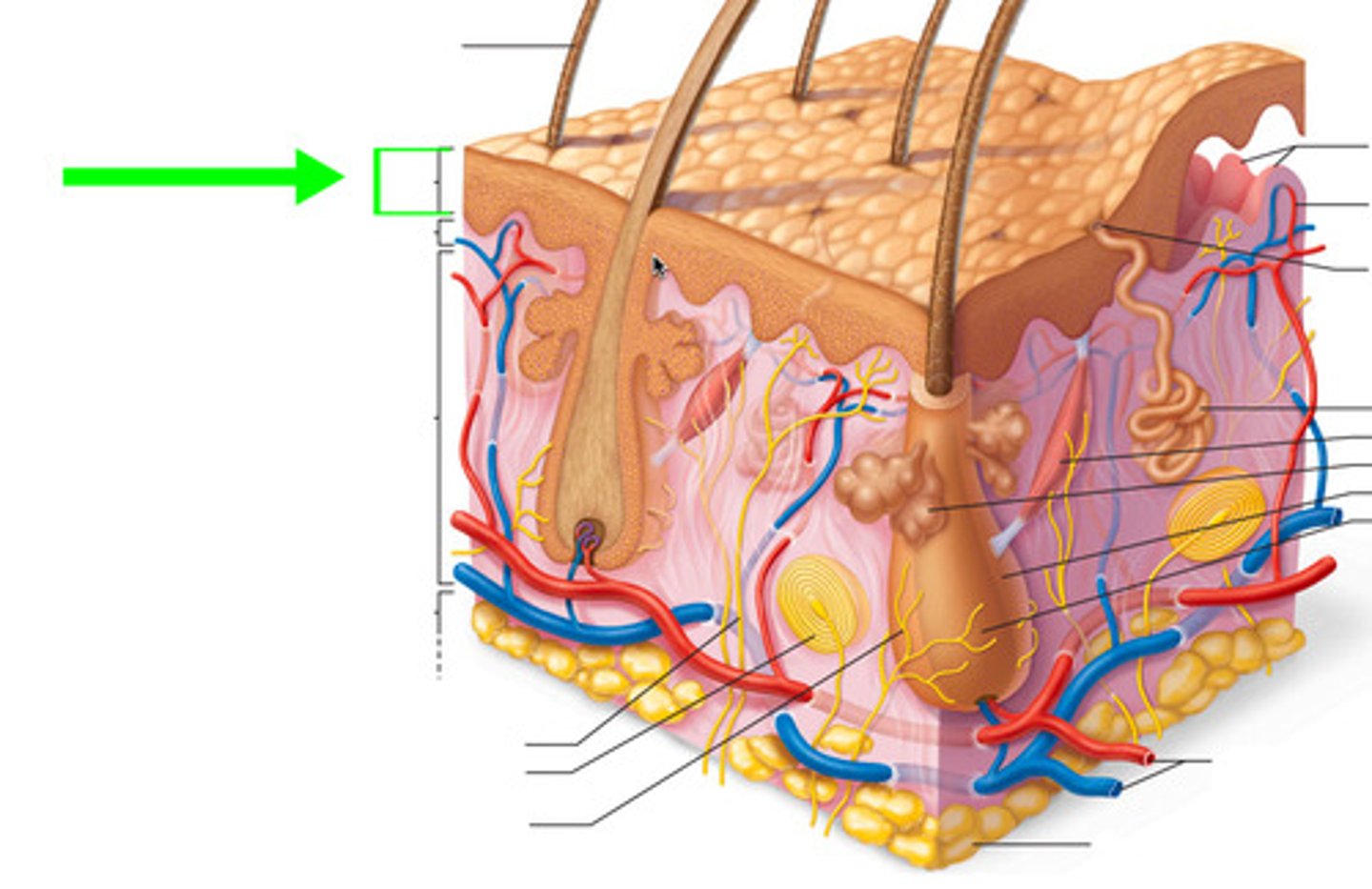 <p>Epidermis</p>